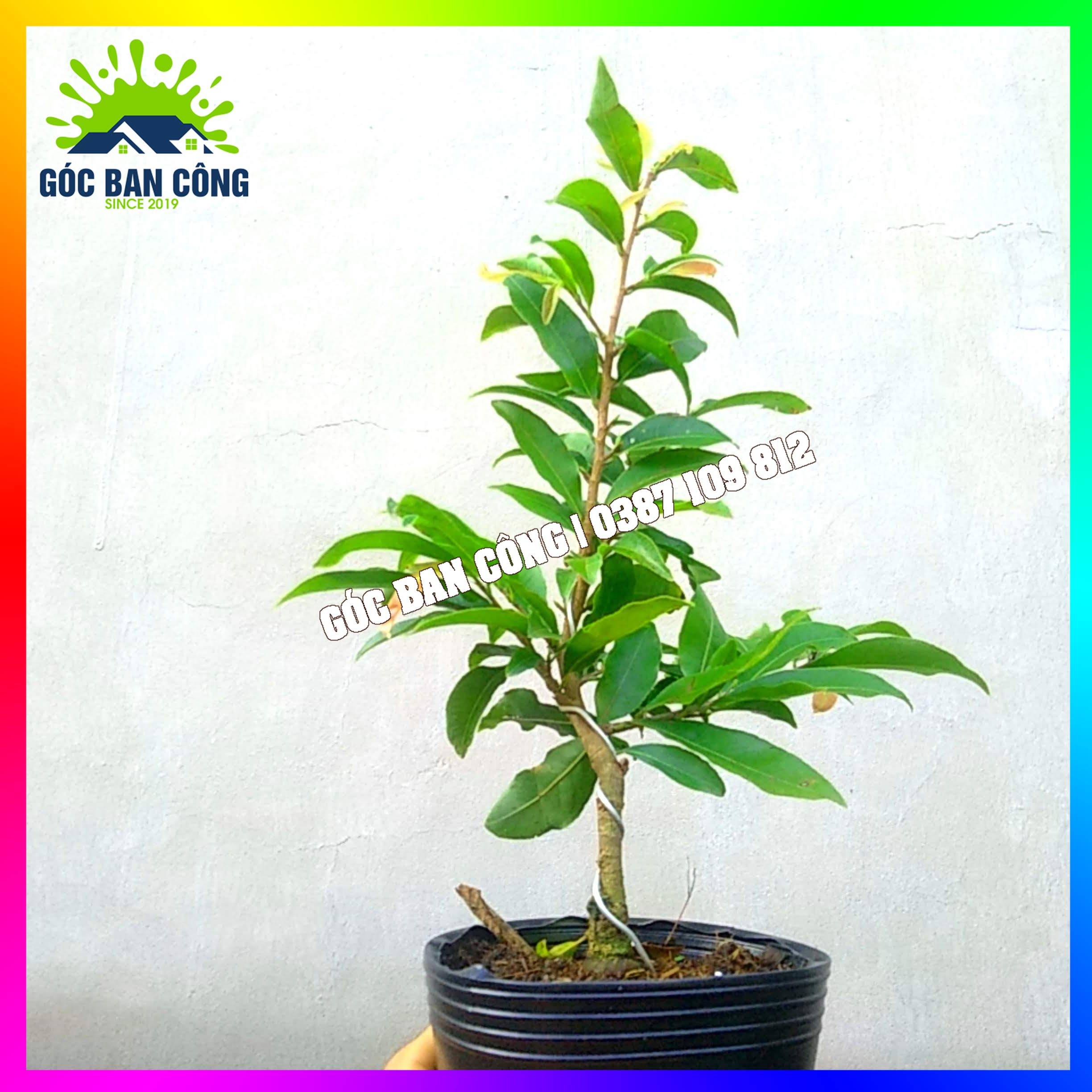 Mai Vàng Gốc Quái Dáng Bonsai Mini