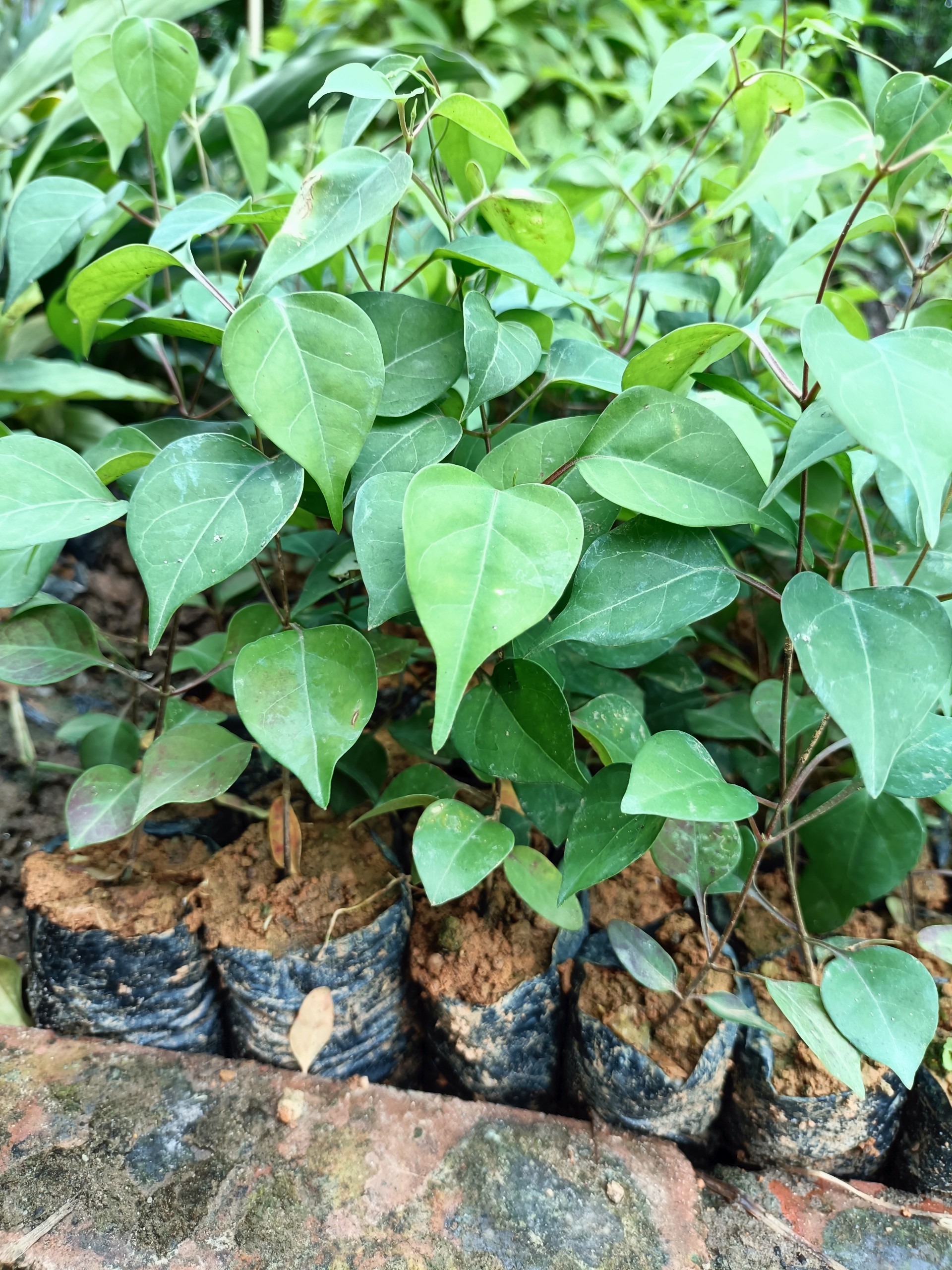 Combo 2 cây lá giang