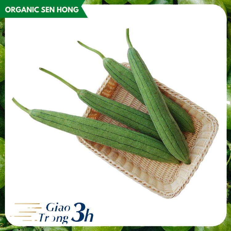 Mướp hương Sen Hồng 0,9-1,2kg