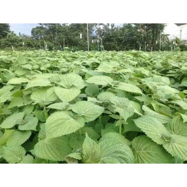 #Hạt giống Lá Mè Hàn Quốc