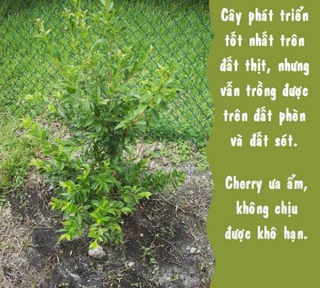 CÂY GIỐNG CHERRY MỸ ĐỎ