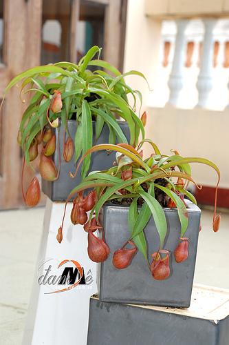 Hạt giống Cây bắt mồi nắp ấm 10 hạt/gói