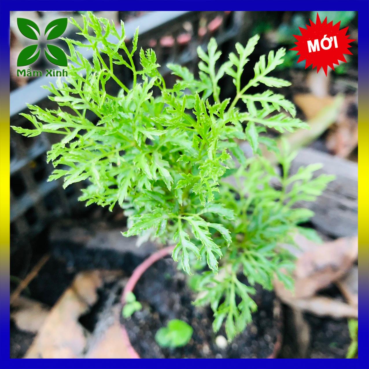 Cây Giống Đinh Hương Mầm Xinh