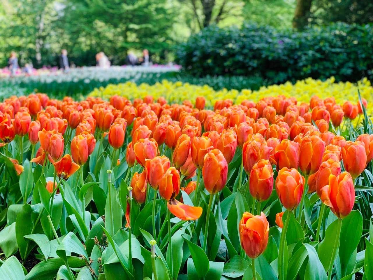 Combo 5 củ tulip hà lan (5 màu khác nhau)