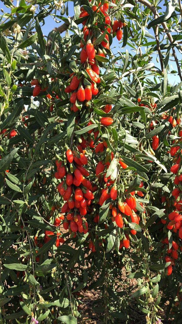 Kỷ Tử Hữu Cơ Ninh Hạ Green Nature/ C'lavie Organic Goji Berries 200g