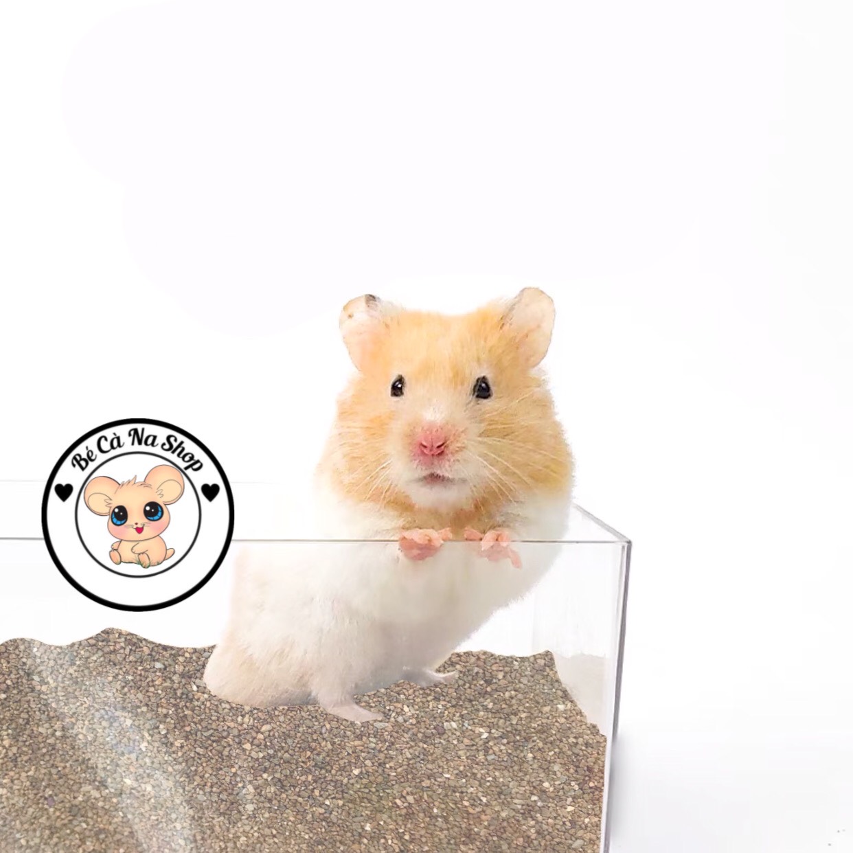Cát buddy ấn cho hamster ( hàng loại 1 )