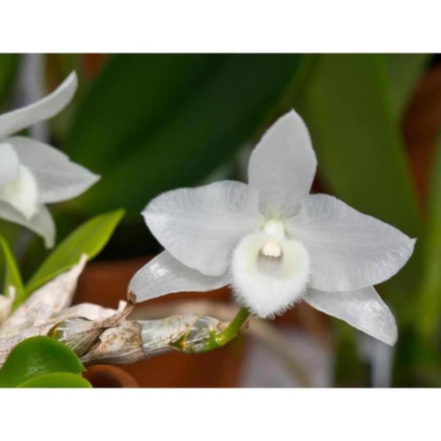 Lan trầm rừng  hiếm hàng ki bóc rừng