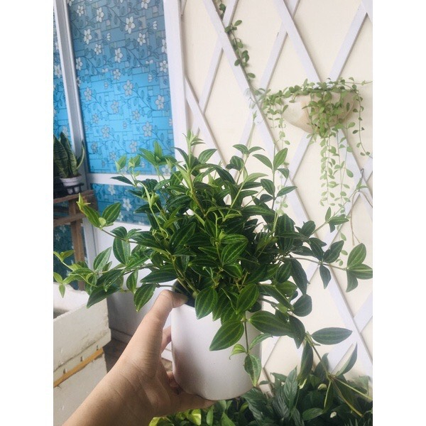 Cây Bình An Size Mini Để Bàn