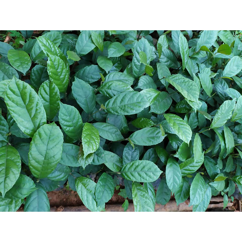 Cây giống chay ruột đỏ ghép (Cây đẹp, bao đổi trả)