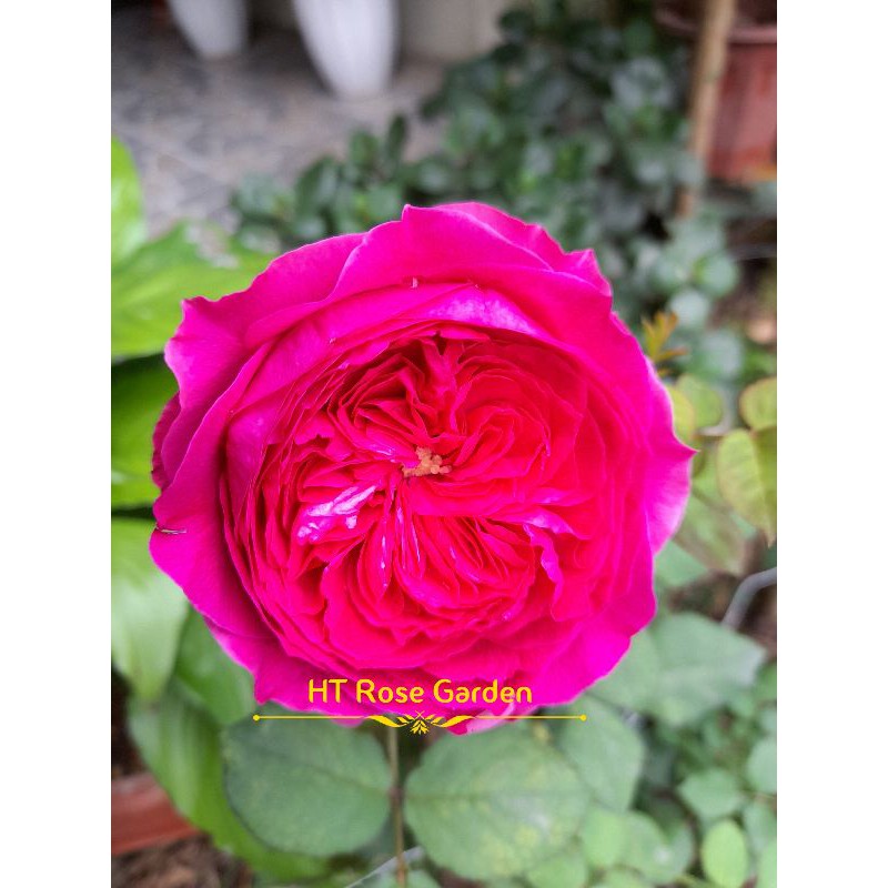 Hoa hồng Pas de deux ( cây lớn) cam kết chuẩn hoa