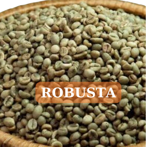 1KG CÀ PHÊ HẠT NHÂN SỐNG CHƯA RANG ROBUSTA NHÂN XUẤT KHẨU
