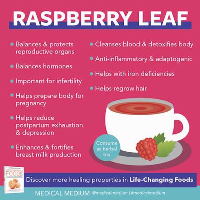 Trà Lá Mâm Xôi Đỏ Hữu Cơ Frontier Organic Red Raspberry Leaf Tea, 42g