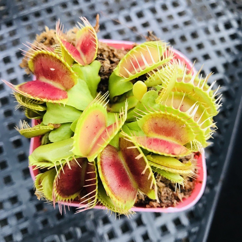 CÂY BẪY KẸP VENUS FLYTRAP ID BIGMOUTH SIZE BÉ LỖI 1 ĐỔI 1