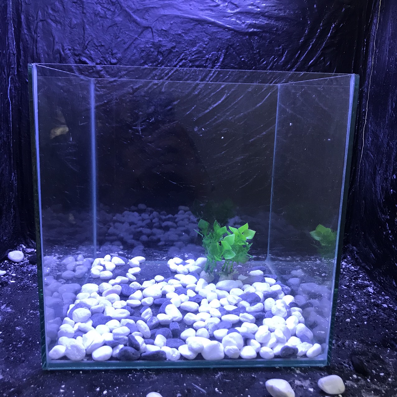 bể cá cubic 25cm tặng phụ kiện - bể cá mini - bể cá để bàn