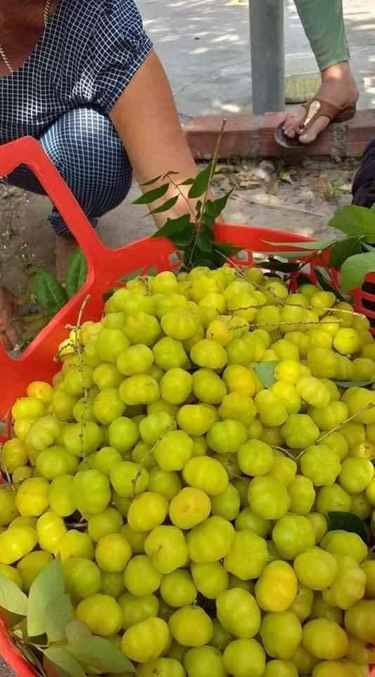 Mứt chùm ruột 500g