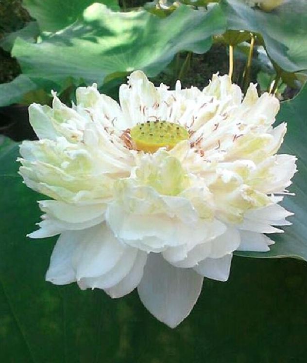 White Lotus Seeds (Pack of 5 Seeds)