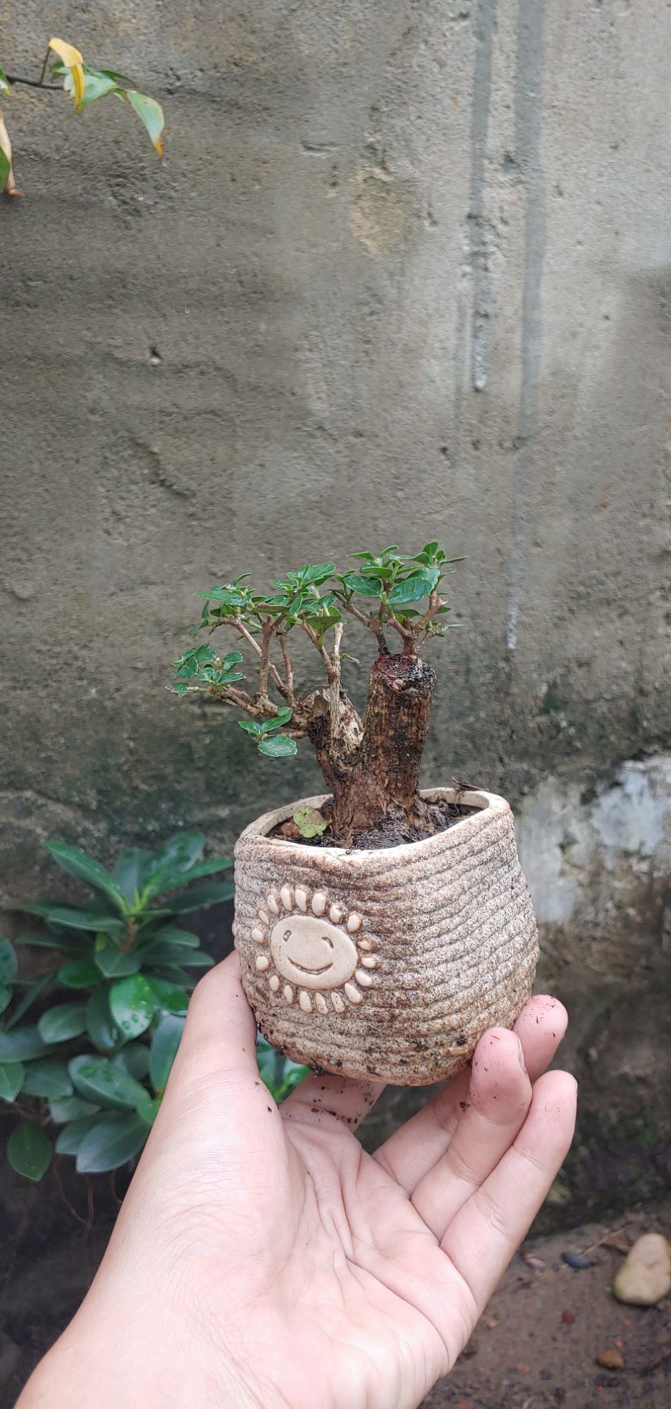 Sam hương mini gốc cỡ ngón tay