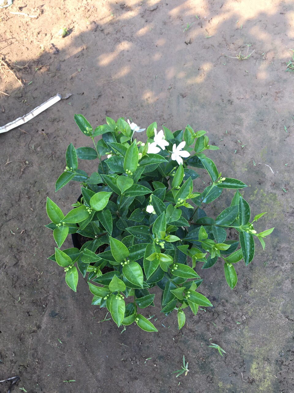 Mai Chỉ Thiên - Cây cảnh trong nhà