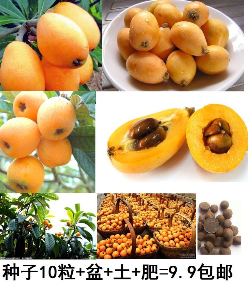 CÂY GIỐNG BIWA NHẬT BẢN ( NHÓT NHẬT) - CÂY ĐẸP, KHỎE-CHUẨN GIỐNG F1