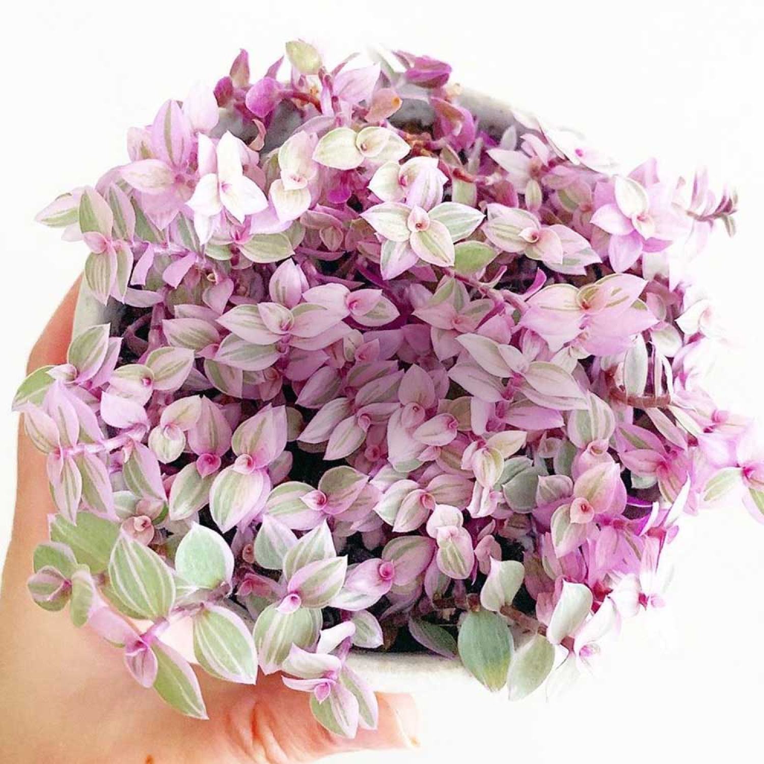 Sen đá size bầu Pink lady siêu đẹp. Ưa nước dễ chăm