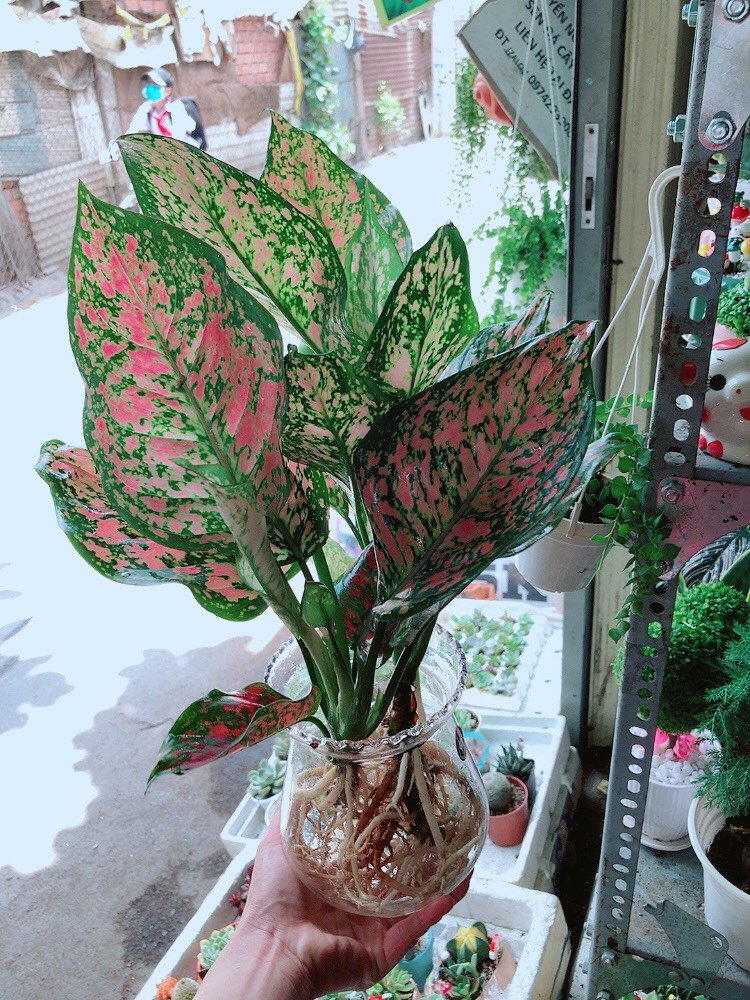 Cây Vạn Lộc Thủy Sinh