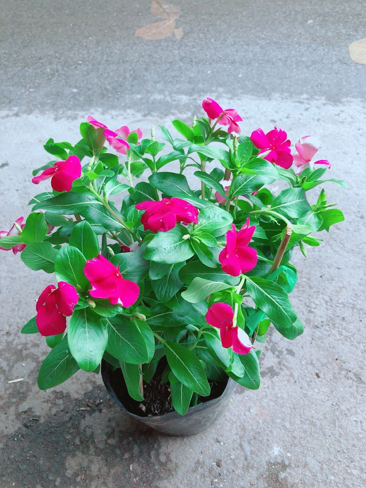 Hoa Dừa Cạn Hồng Đậm (có sẵn hoa)