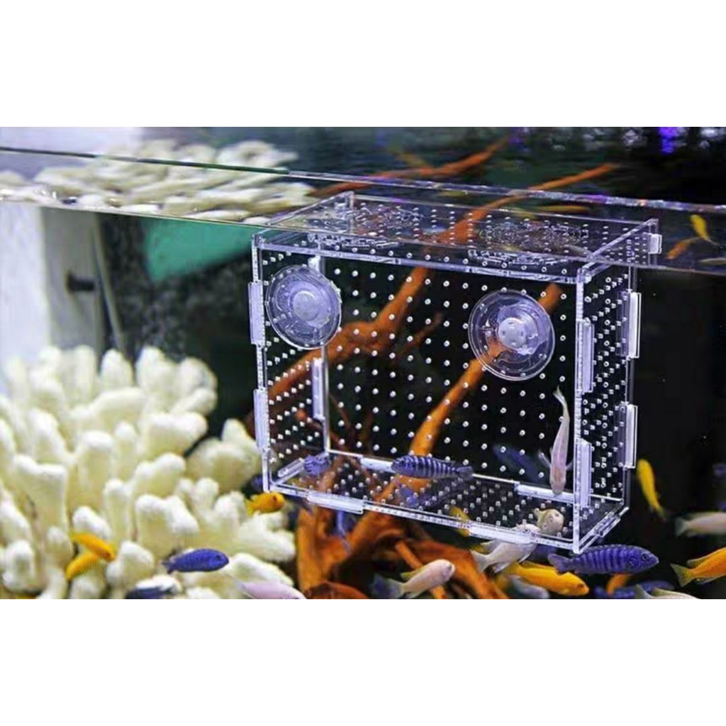 Lồng tách dưỡng tép cá Mica siêu trong