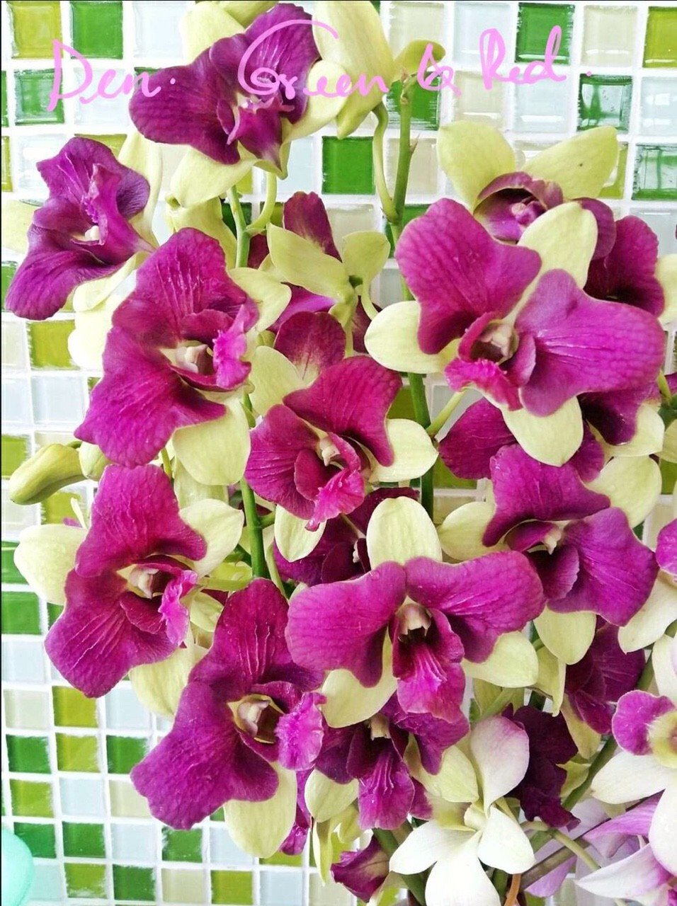Dendro đột biến 3 hồng 3 xanh