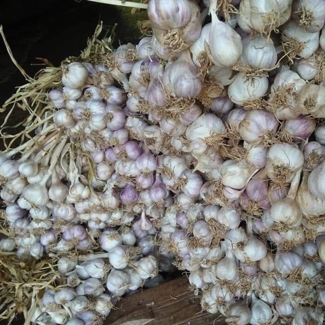 tỏi tía ta 500gr