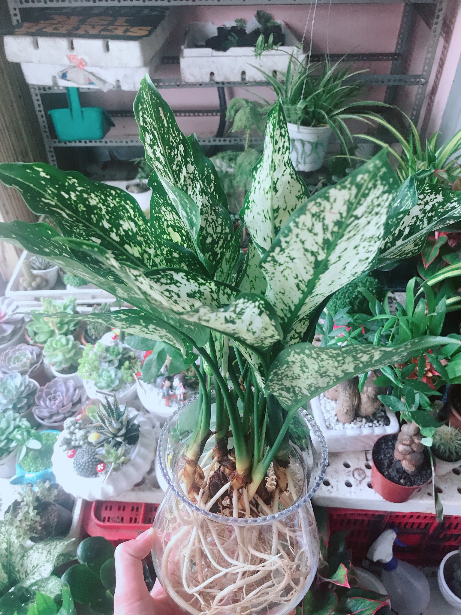 Cây Ngọc Ngân Thủy Sinh