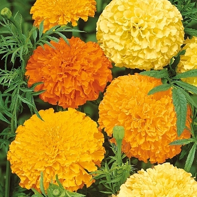 Hạt Giống Hoa Vạn Thọ Lùn F1 - Vàng cam ( 100 hạt )