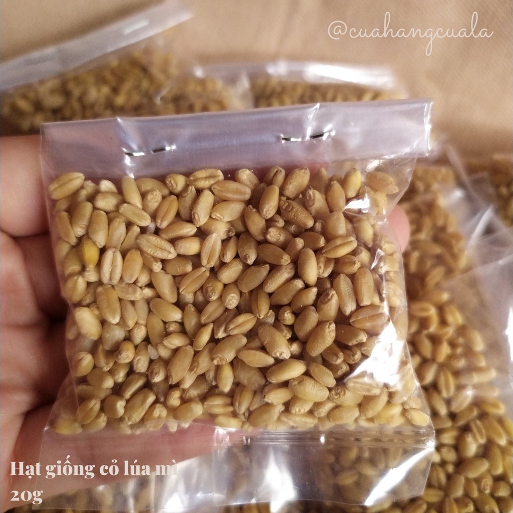 Hạt giống cỏ mèo, cỏ lúa mì loại cao cấp 100gr