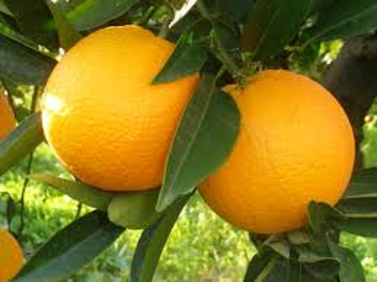 CÂY GIỐNG CAM Valencia V2 SIÊU NGON