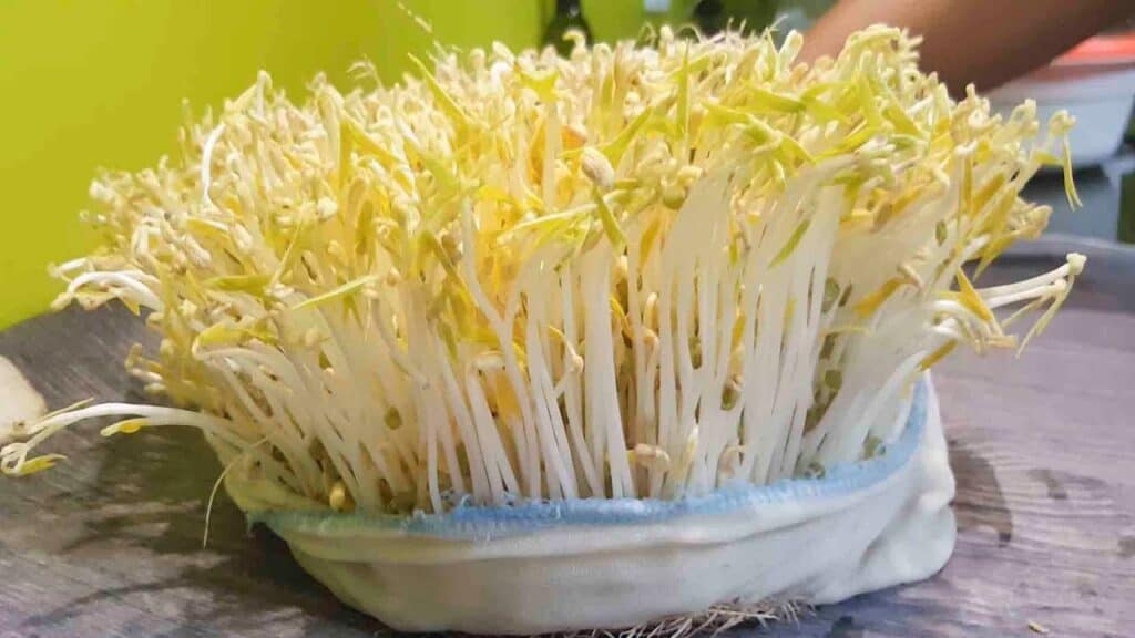 [HCM]Hạt Đậu Xanh Làm Giá Đỗ 1kg