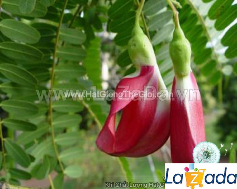 10h Hạt Giống Bông So Đũa Thái Đỏ (C5.301| C51*W35*M010)