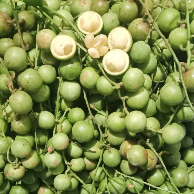 CÂY GIỐNG cây dâu da xanh cực ngon ngọt