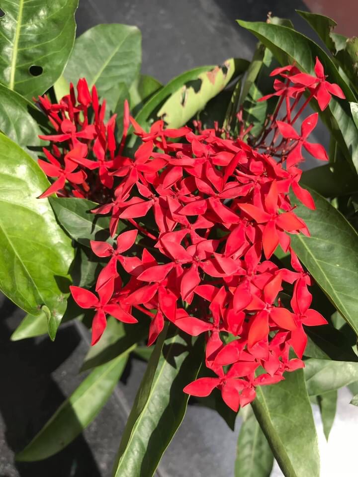 (1 chậu) cây bông trang mỹ đỏ nhung (hoa mẫu đơn)