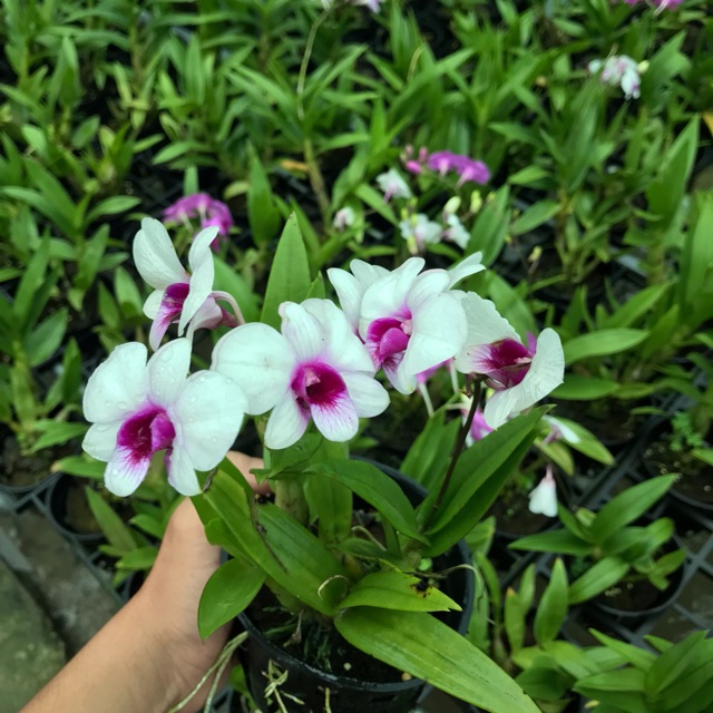 Hoa lan DENRO THAI LAN YAYA mini chậu size nhỏ hoa quanh năm, hàng nhập THÁI LAN