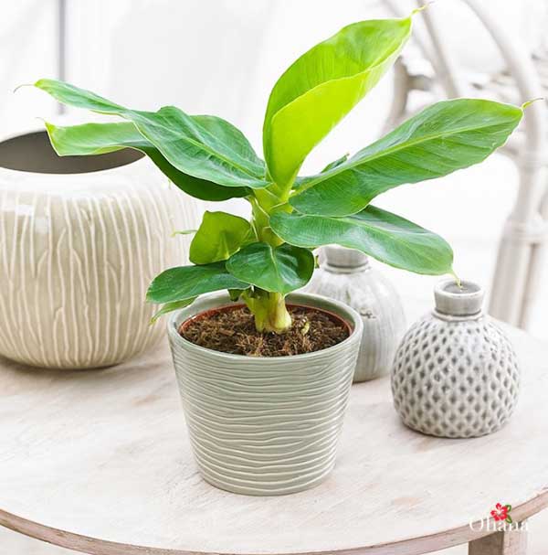 (GIÁ SỐC) combo 2Cây chuối cảnh siêu lùn mini, cây đẹp, giống chuẩn