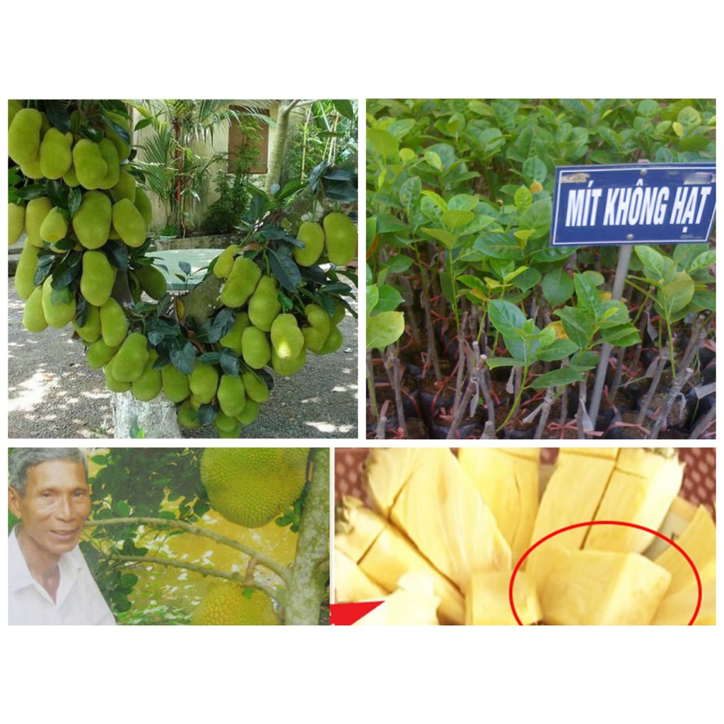 Cây Giống Mít Không Hạt Ruột Vàng