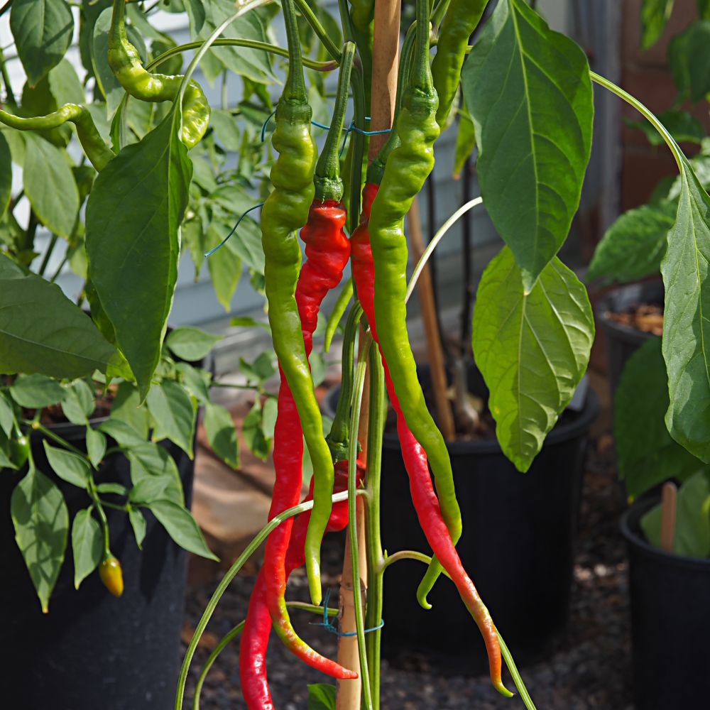 Hạt giống ớt tóc dài hair pepper chilli)