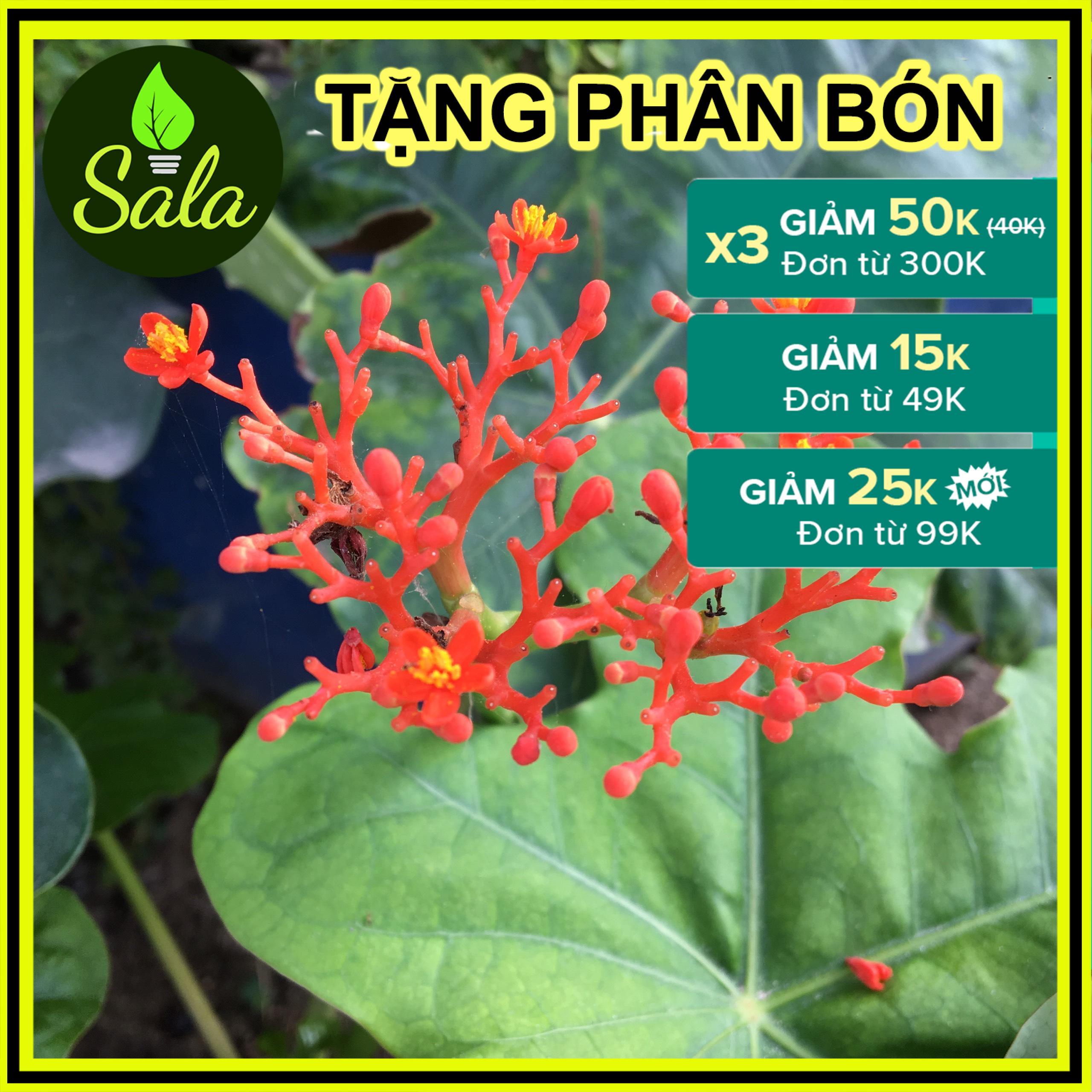 CÂY SEN TÀU, CÂY SEN LỤC BÌNH, CÂY NGÔ ĐỒNG, CÂY KIỂNG - sản phẩm thật tương tự hình số 2