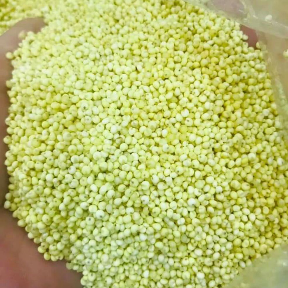 Sỉ 10kg kê nếp vàng nghệ an