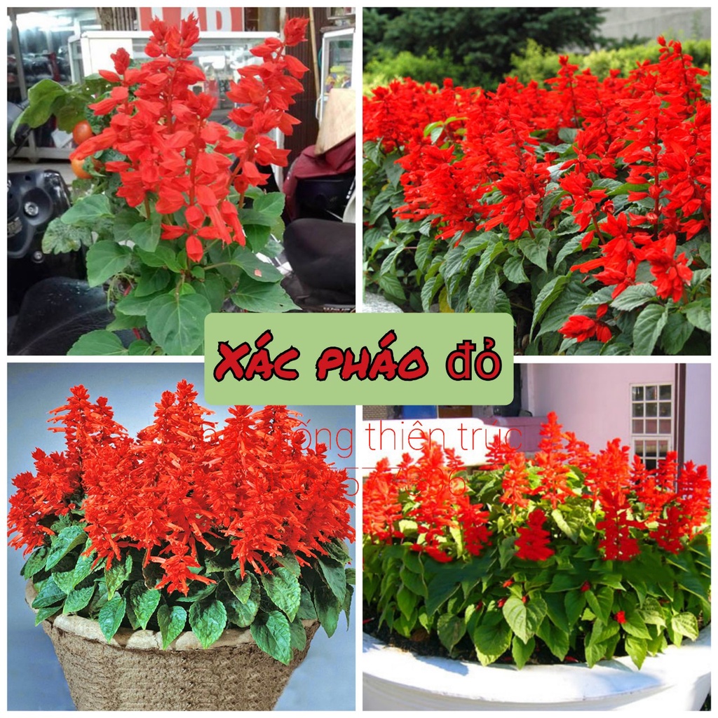 Hạt giống hoa xác pháo lùn đỏ -gói 100 hạt