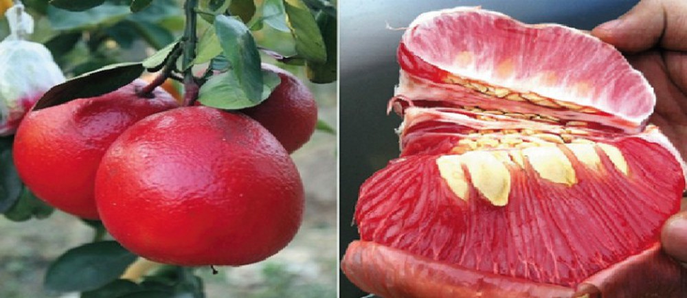 Cây giống BƯỞI ĐỎ LUẬN VĂN