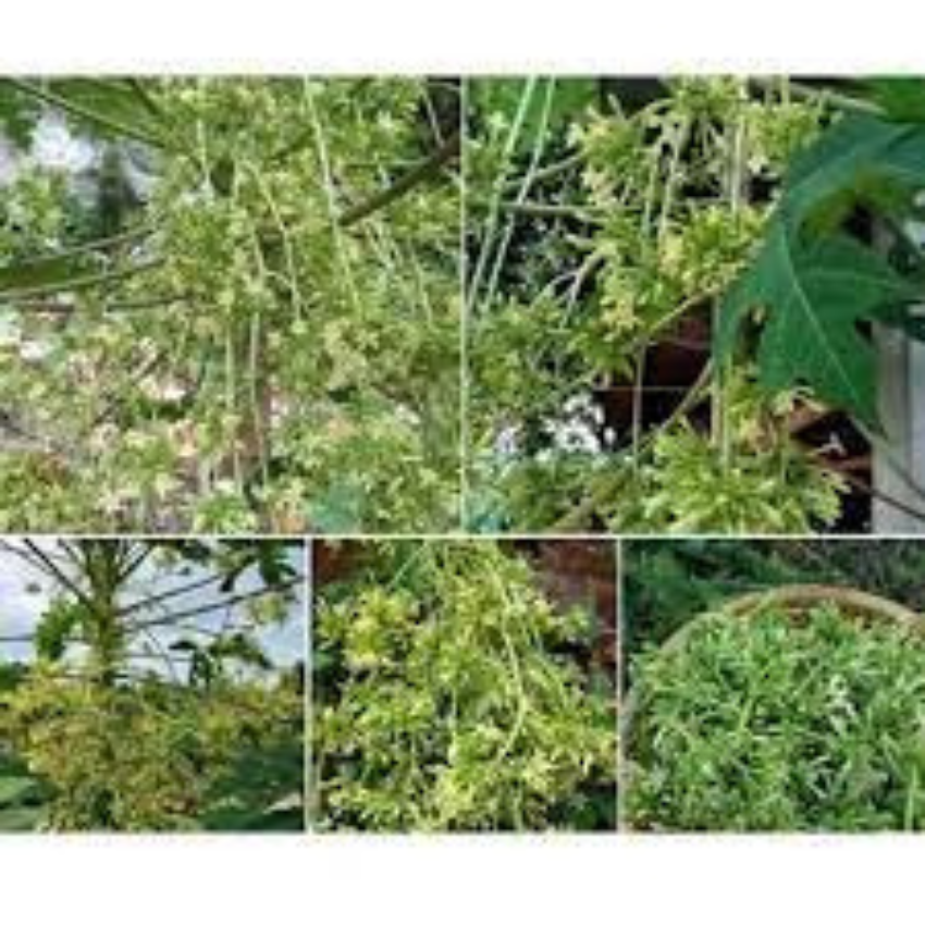 gói 200 hạt giống đu đủ đực lùn siêu hoa