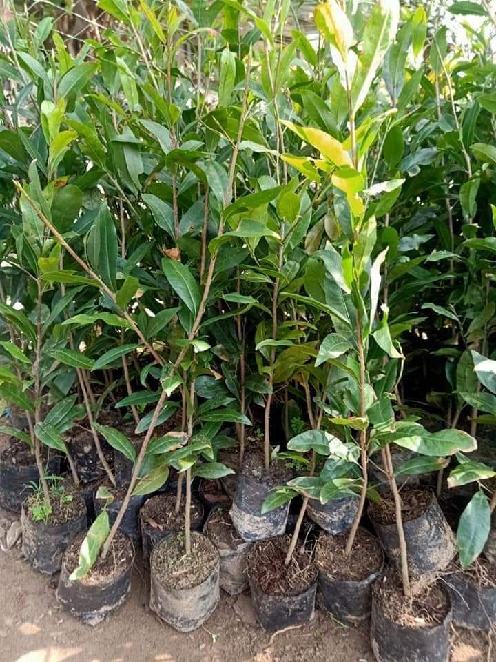 Mai Giảo Thủ Đức Cây Giống