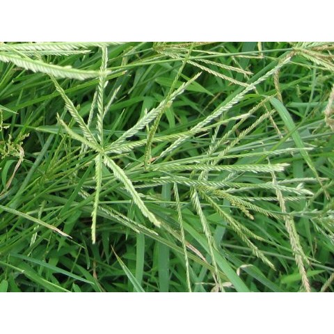 Cỏ Mần Trầu (1kg)