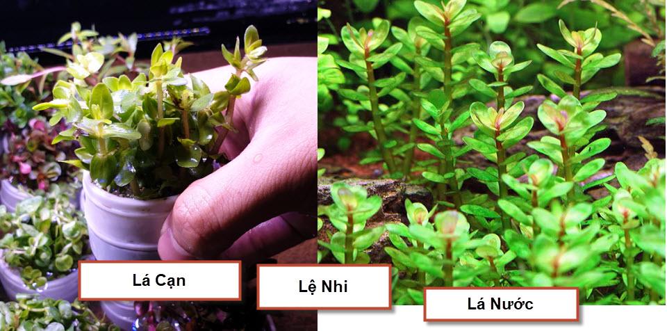 [Hoàn Tiền 10%] Cây Thủy Sinh: Lệ Nhi