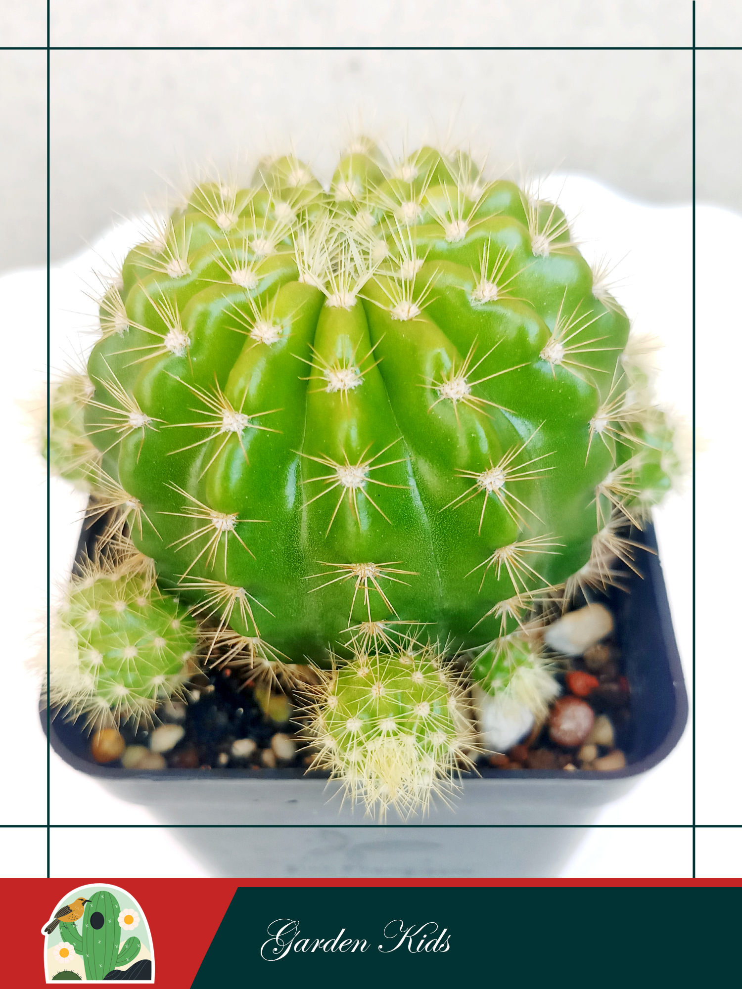 Xương rồng bí xanh - bá tử (Echinopsis Calochlora)
